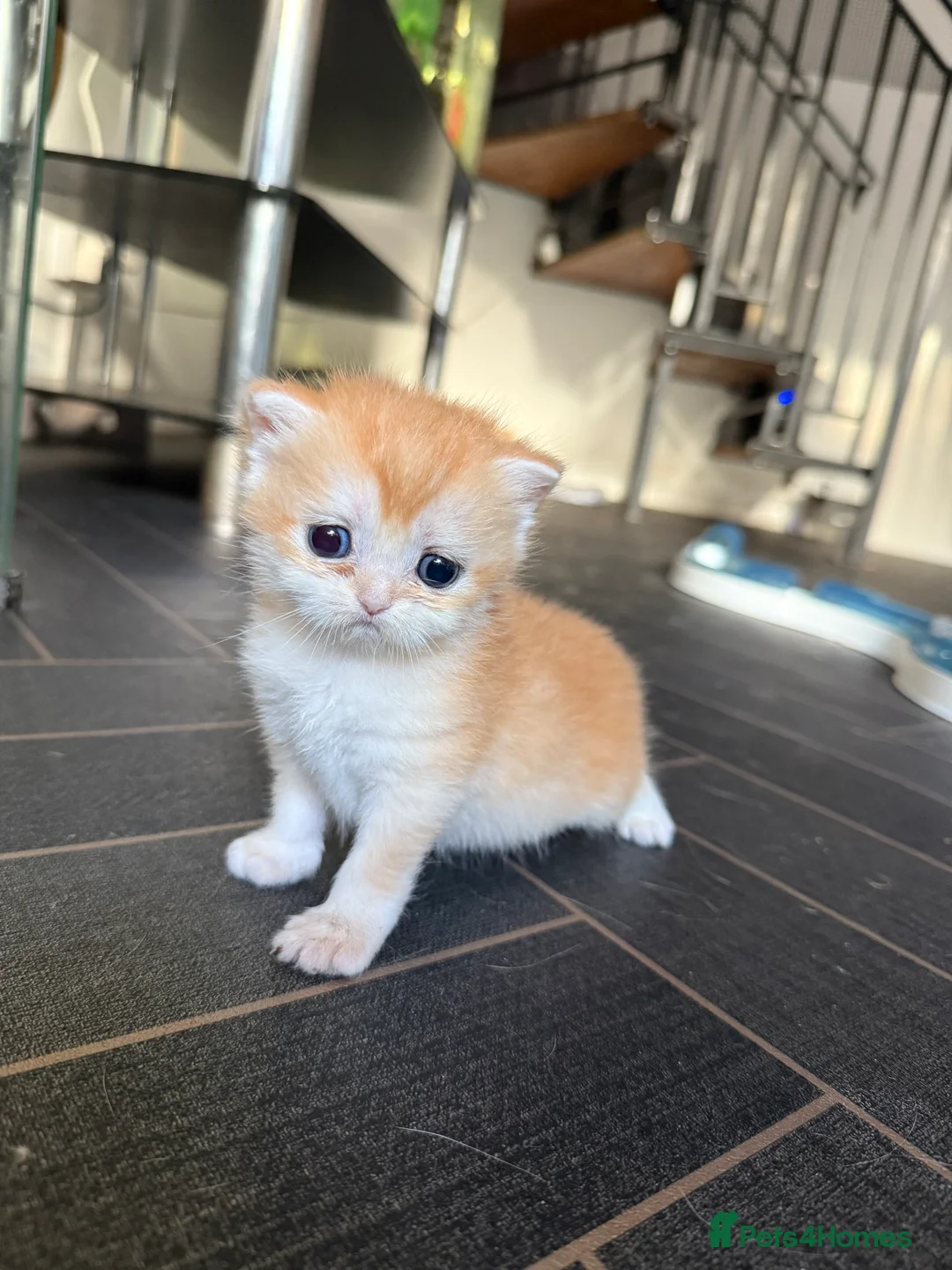 British Shorthair cats for sale: GCCF reg BSH Last Black Golden Female Kitten - Advert 5