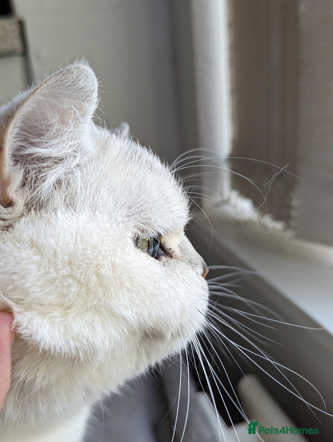 British Shorthair cats for stud:  For Stud, BSH White NS11 GCCF & TICA registred. in Telford - Advert 5