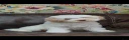 Lagotto Romagnolo dogs for sale: Quality lagotto romagnolo puppies for sale - Advert 20