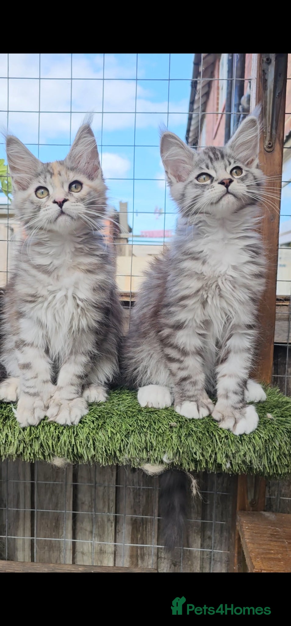 Maine Coon cats for sale: TICA polydactyl maine coon kittens - Advert 1