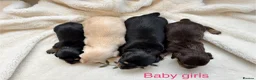 Miniature Dachshund dogs for sale: Beautiful Long haired miniature Dachshund Puppies  - Advert 15