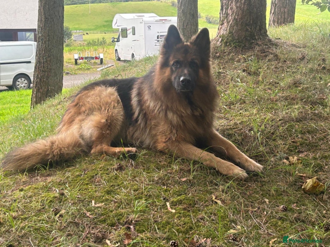 German Shepherd dogs for sale: German Shepherd Pups - Image 8
