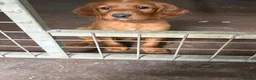 Irish Setter dogs for sale: Irish Red Setter Male Pup For Sale in Omagh - Advert 2