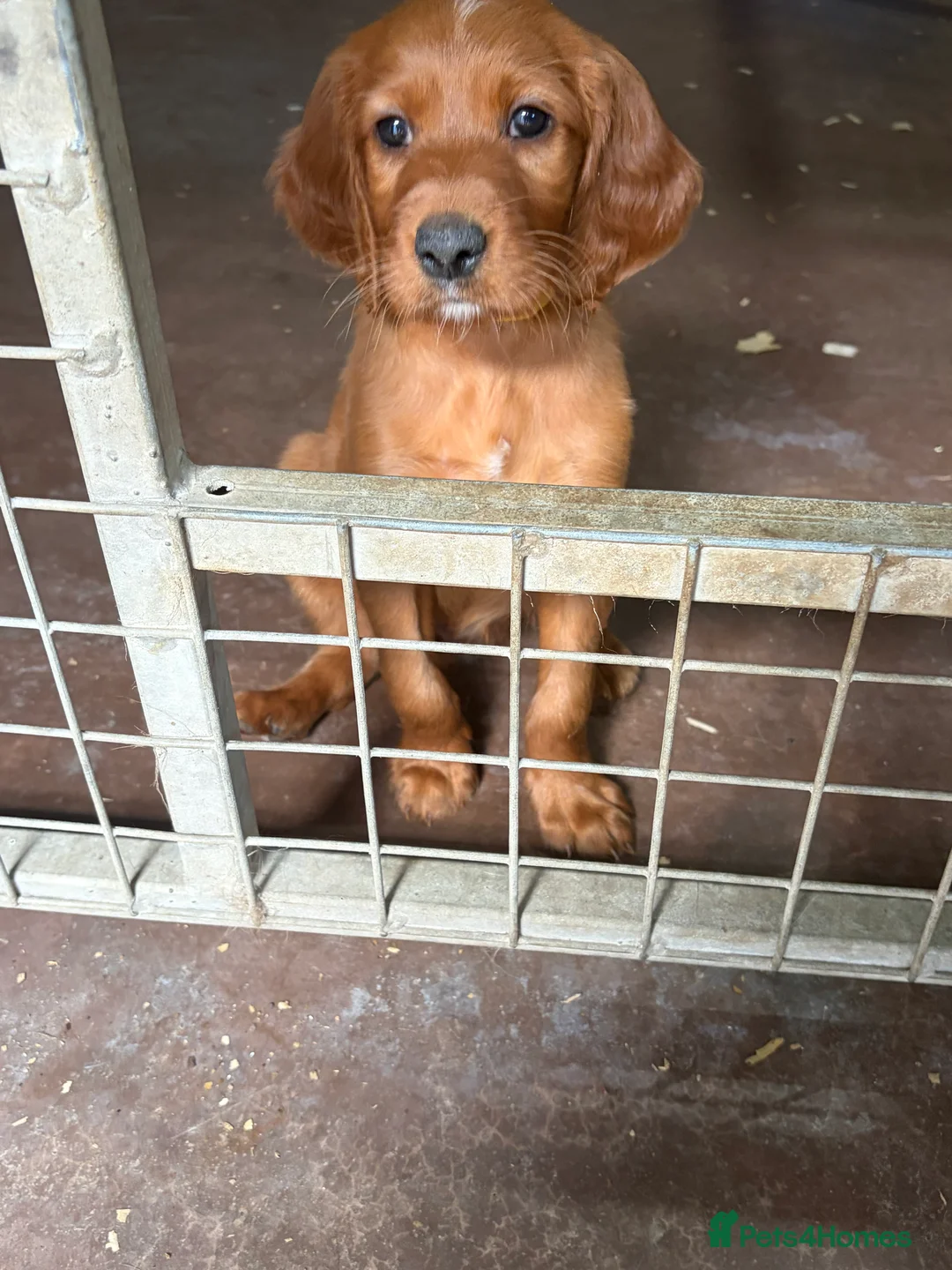 Irish Setter dogs for sale: Irish Red Setter Male Pup For Sale in Omagh - Advert 2