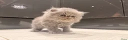 Persian cats for sale: GCCF Registered Blue Persian Kittens  - Advert 1