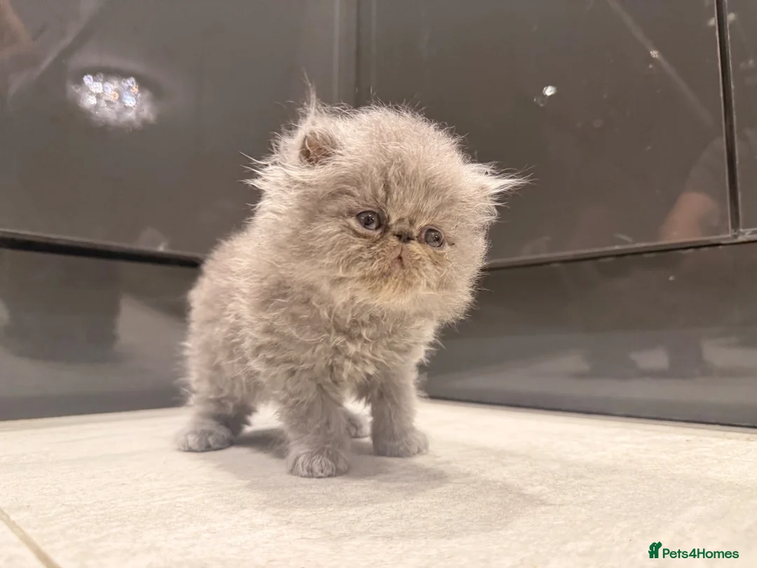 Persian cats for sale: GCCF Registered Blue Persian Kittens  - Advert 1