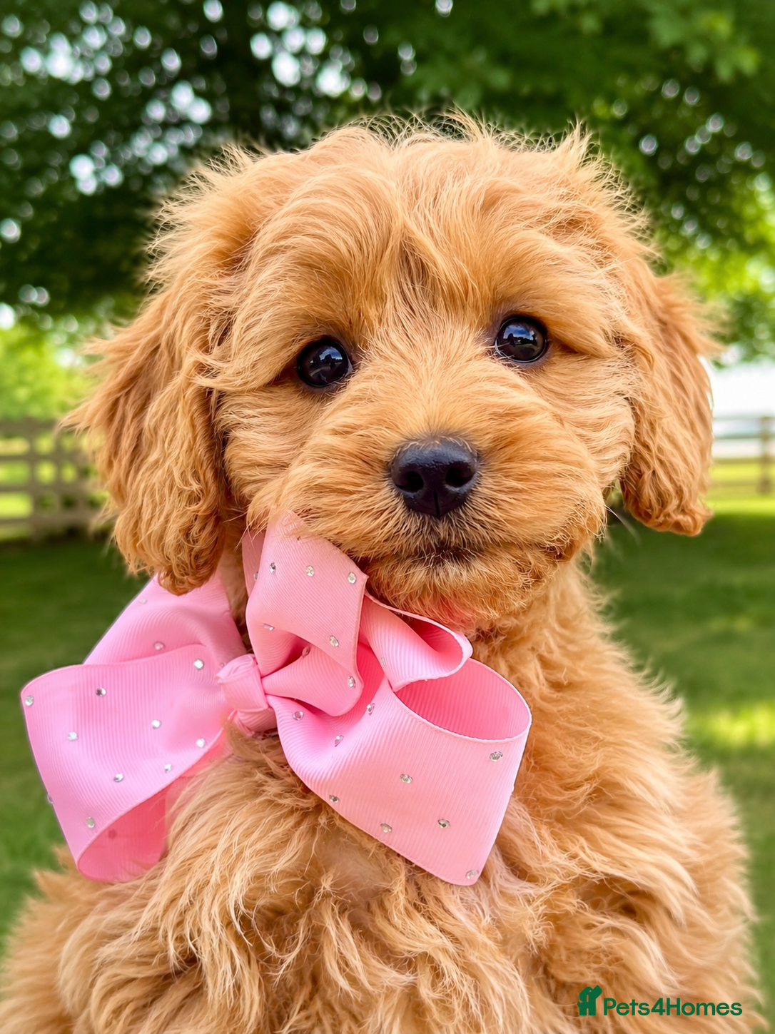Cockapoo dogs Family raised Cockapoo babies  - Advert 1
