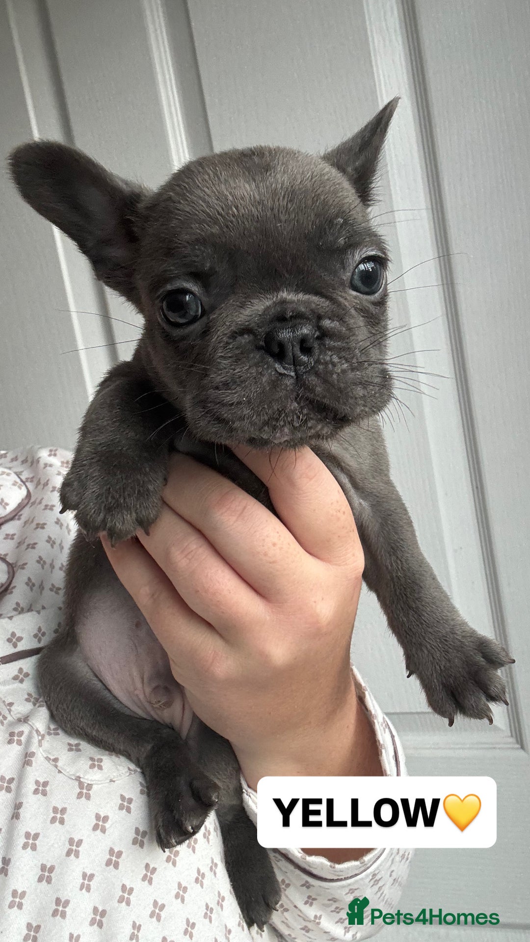 French Bulldog dogs for sale: French bulldog puppies  - Advert 7