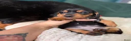 Miniature Dachshund dogs for sale: 2 KC registered miniature dachshund puppies - Advert 7