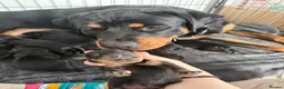 Rottweiler dogs for sale: 4 beautiful Girl Rottweiler pups left! - Advert 2