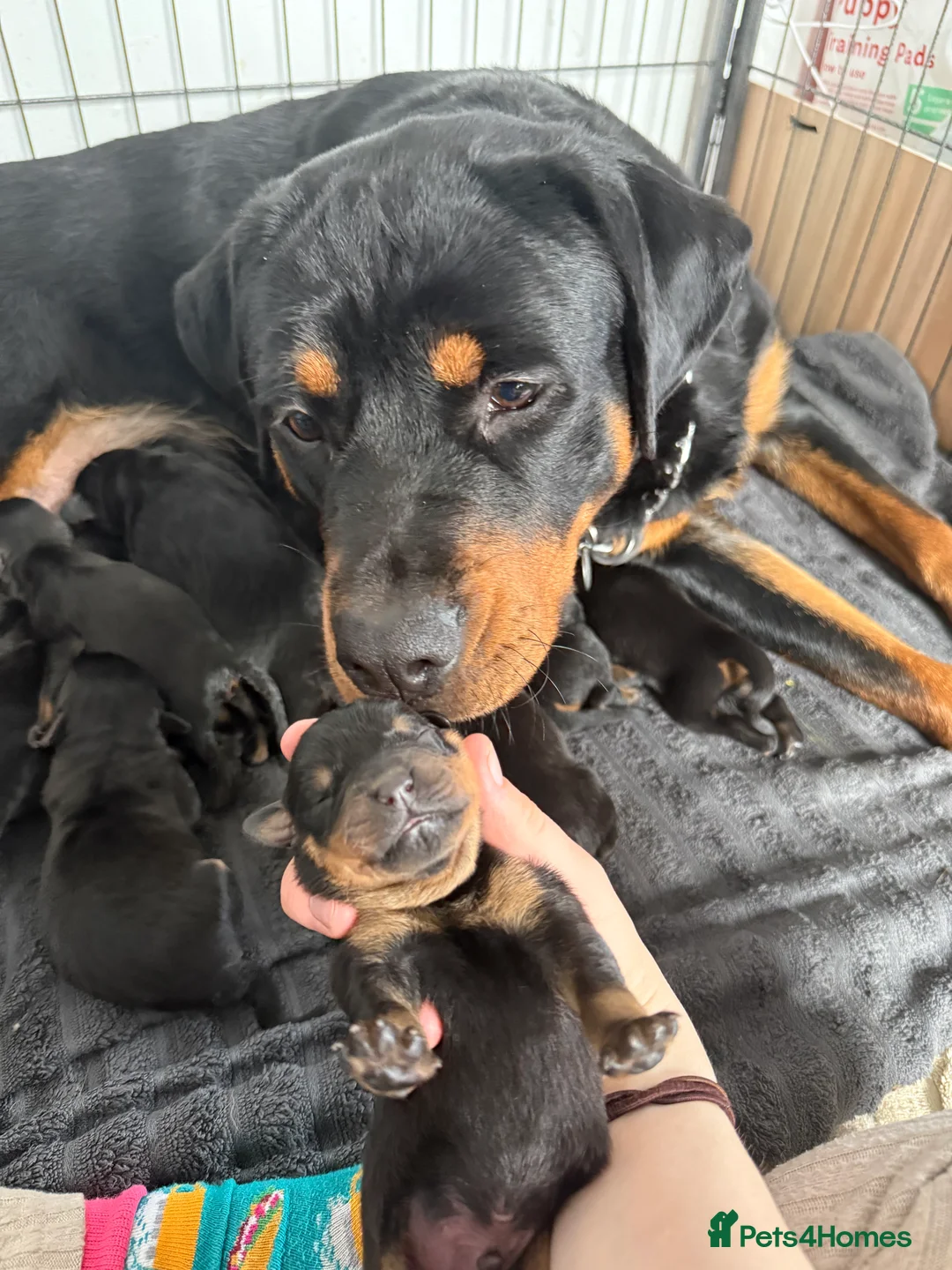 Rottweiler dogs for sale: 4 beautiful Girl Rottweiler pups left! - Advert 2