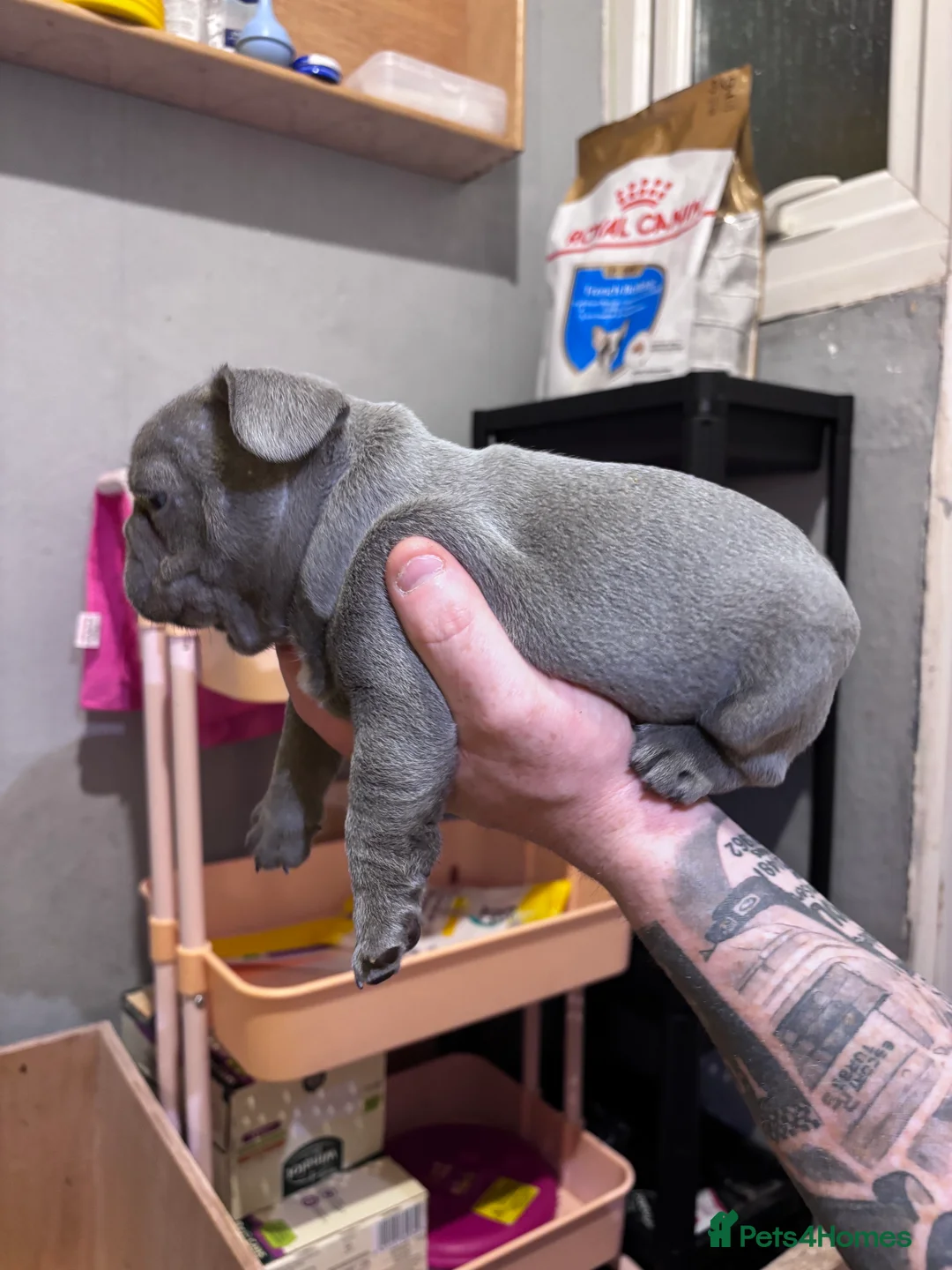 French Bulldog dogs for sale: French bulldog puppies - Advert 17