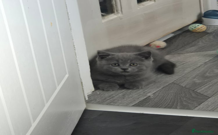 British Shorthair cats - Advert 13