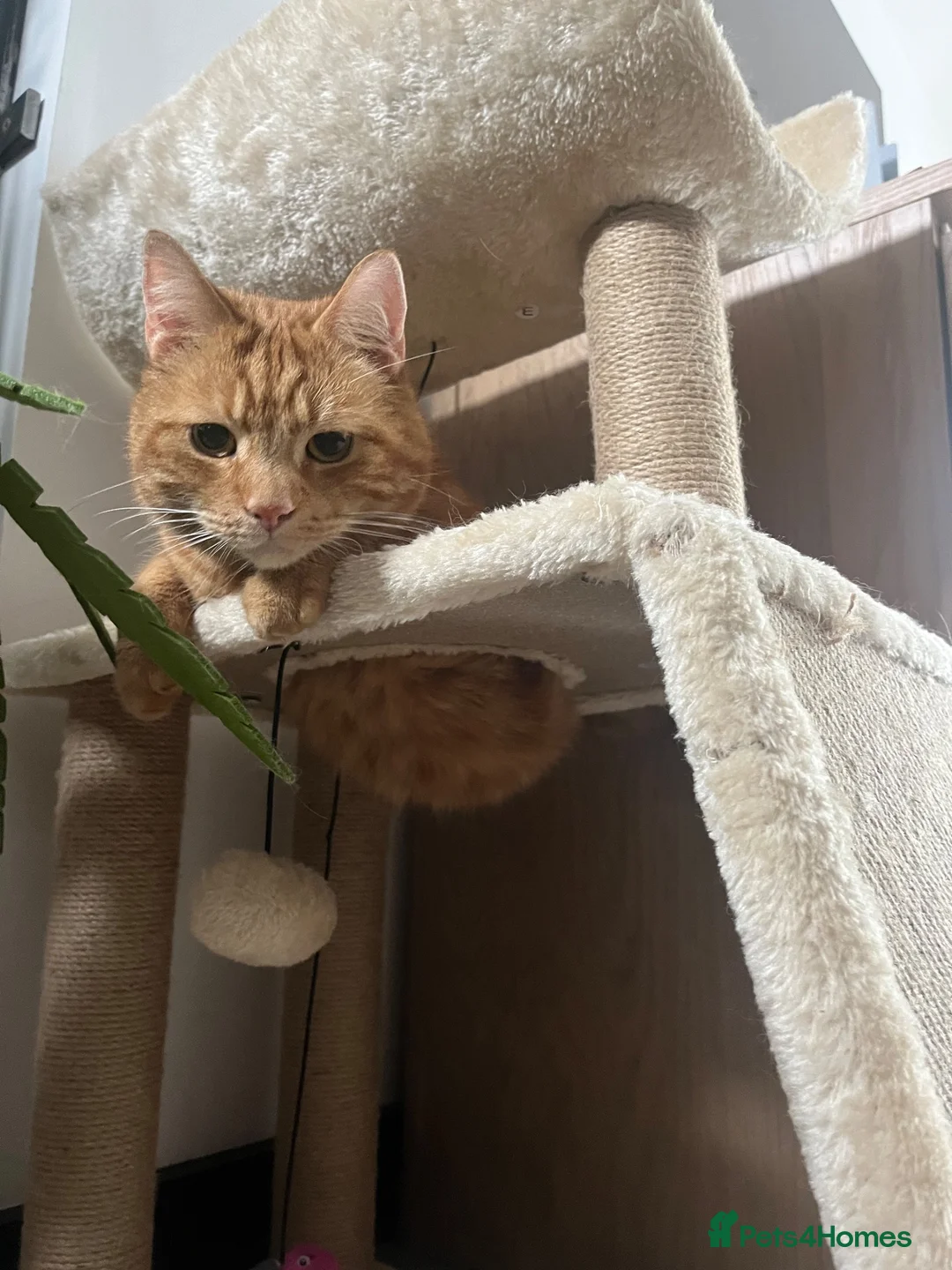 Domestic Shorthair cats for sale: Domestic shorthair  in Leeds - Advert 11