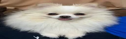 Pomeranian dogs for sale: Pomeranian Puppies – Home Raised With Mum & Dad - Advert 35