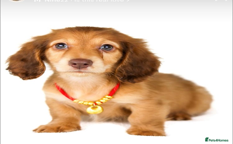 Miniature Dachshund dogs - Advert 8