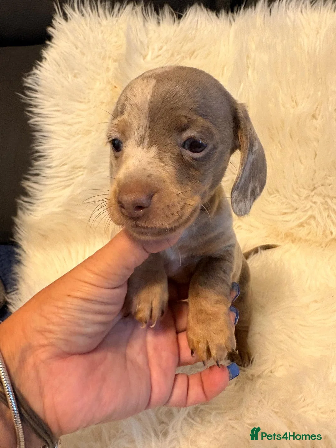 Miniature Dachshund dogs for sale: READY to GO FULL Vac Mini Dachshund smooth  - Advert 23
