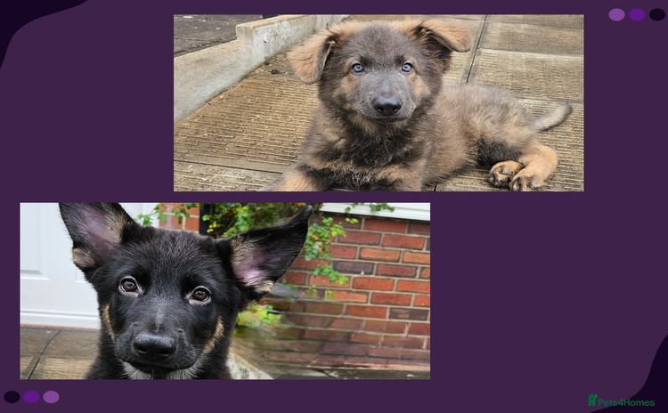German Shepherd dogs - Advert 1