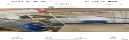 Canaries birds for sale: 6 canaries for sale - Advert 5
