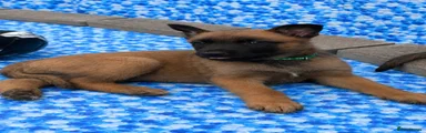  Dog Puppy 1