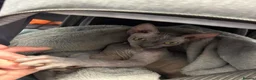 Sphynx cats for sale: Loving Sphynx needs a new home - Advert 3