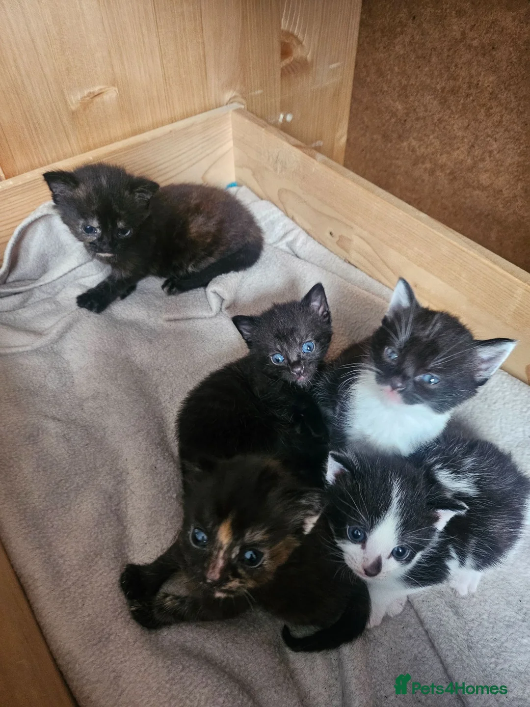 Mixed Breed cats for sale: Kittens - long hair - calico - Advert 2