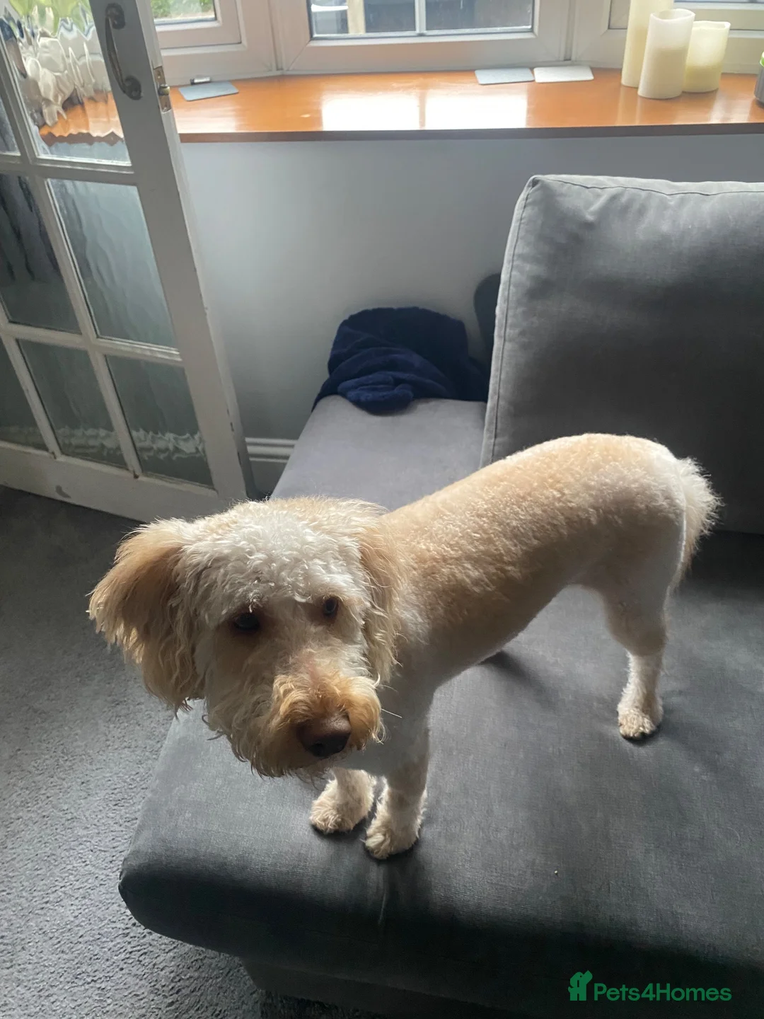 Miniature Poodle dogs for stud: Stud - Enzo - Miniature Labradoodle  in Stevenage - Advert 3