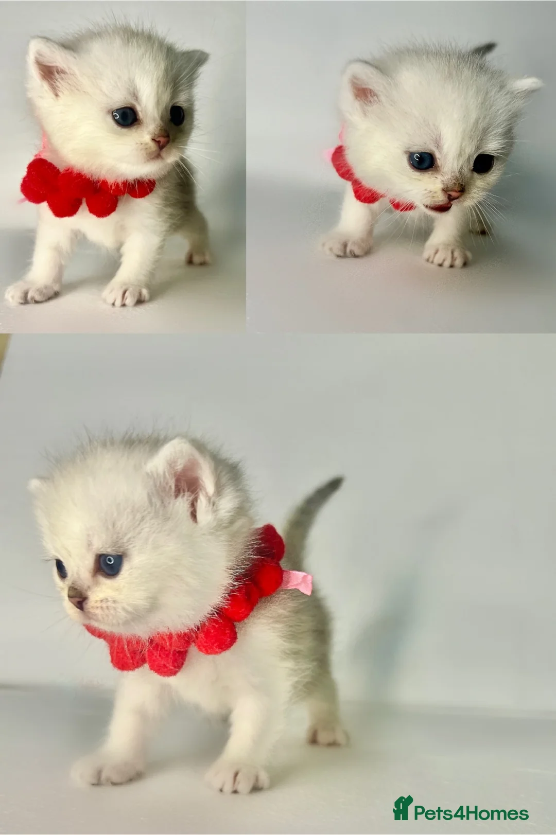 British Shorthair cats for stud: ACTIVE reg 𝑮𝑪𝑪𝑭/TICA BSH CHINCHILLA 🏆 in Ilford - Advert 15