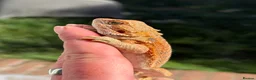 Bearded Dragon reptiles for sale: Red bearded dragon babies - ready for collection! in London - Advert 12