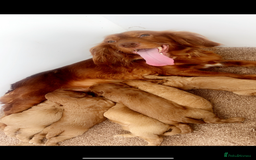Cockapoo dogs for sale: Red Cockerpoo Puppies - Image 12