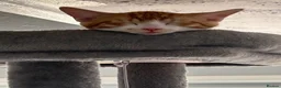 Mixed Breed cats for sale: Male cat aged 7 months in Exmouth - Advert 4