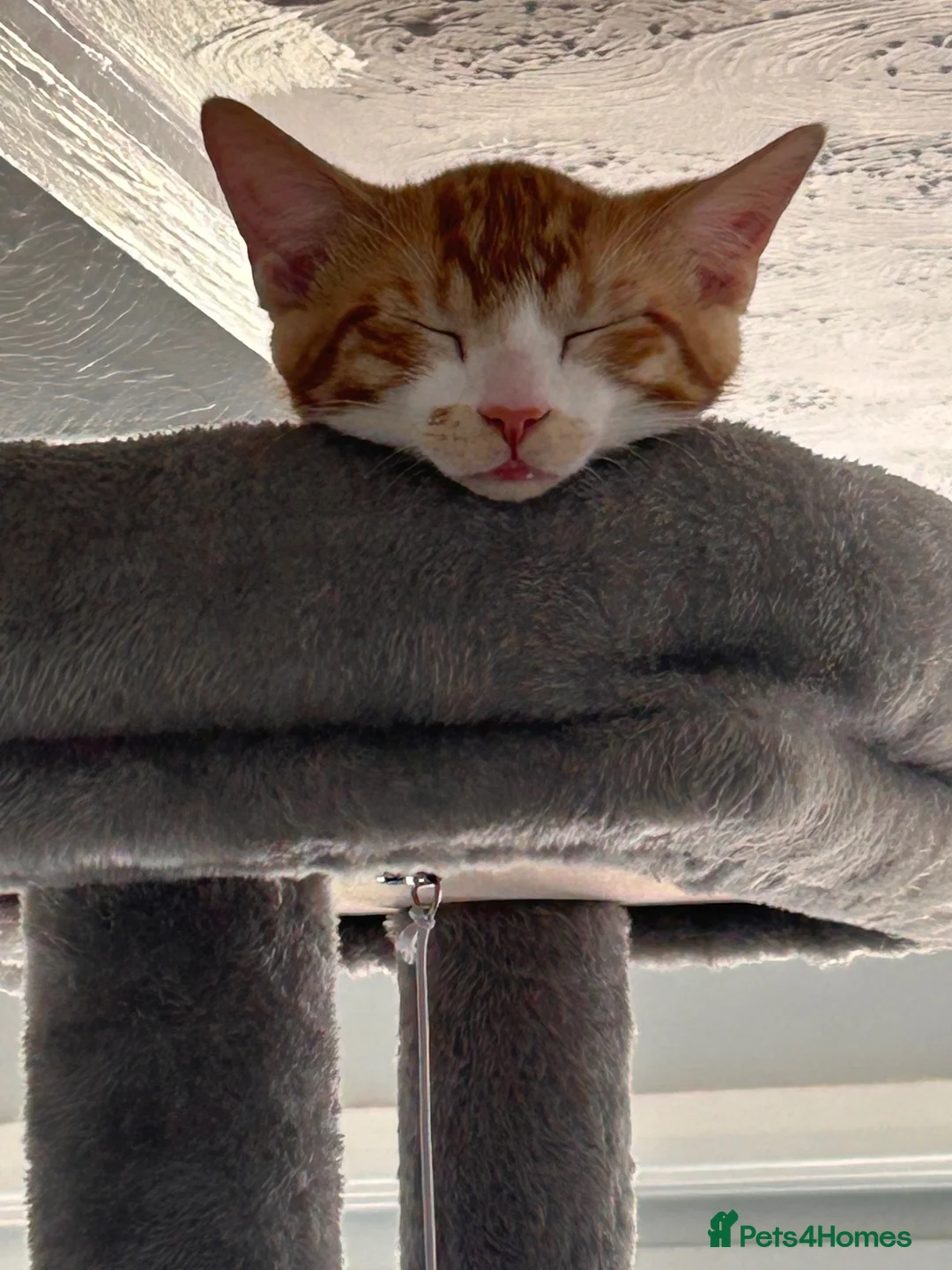 Mixed Breed cats for sale: Male cat aged 7 months in Exmouth - Advert 4