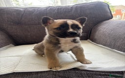 Mixed Breed dogs for sale: Beautiful fluffy puppies  - Image 1