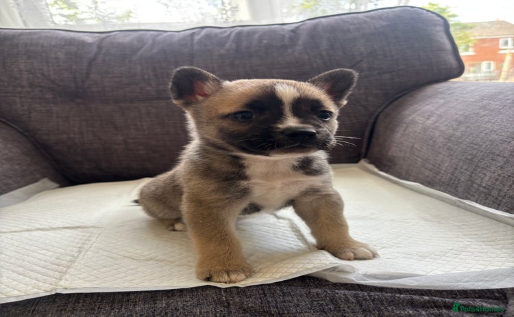 Mixed Breed dogs - Advert 2