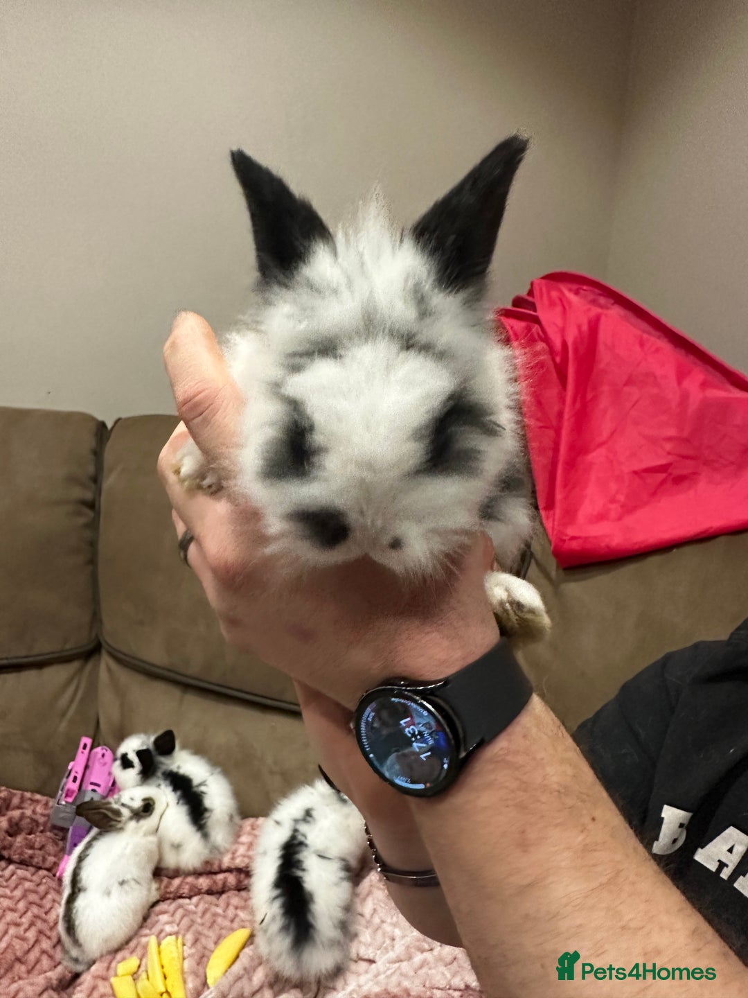 Mini Lion Lop rabbits for sale: Baby rabbits ready to leave for  **  ❤️ - Advert 9