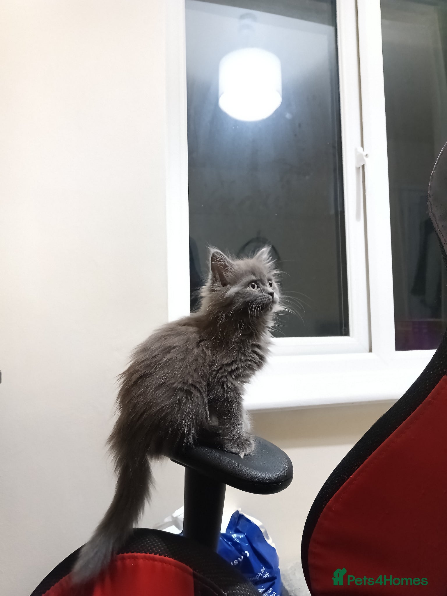 Persian cats for sale: Fluffy Persian Gray kittens looking for their home - Advert 3