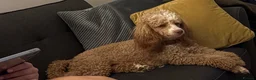 Miniature Poodle dogs for stud: 🐾 HUGO — KC REGISTERED MINIATURE POODLE STUD DOG in Stevenage - Advert 8