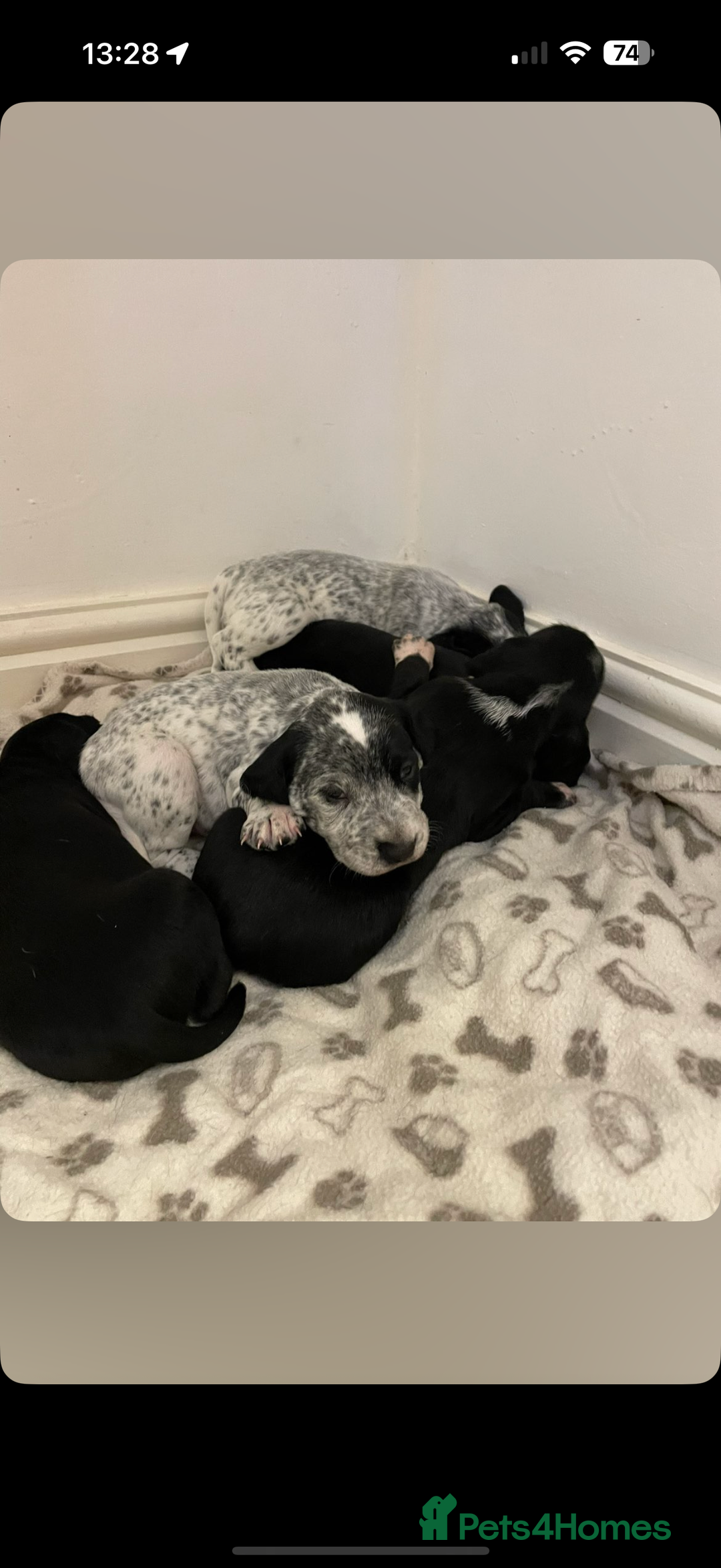 Mixed Breed dogs for sale: Dalmatian X Cocker spaniel - Advert 2