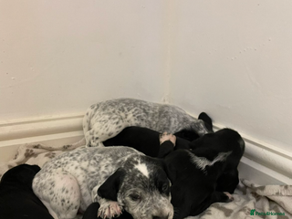 Mixed Breed dogs Dalmatian X Cocker spaniel - Advert 1