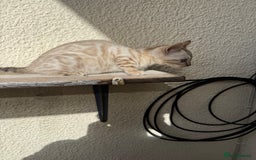 Bengal cats for sale: 5 Bengal kittens , 2 boys and 3 girls  - Image 22