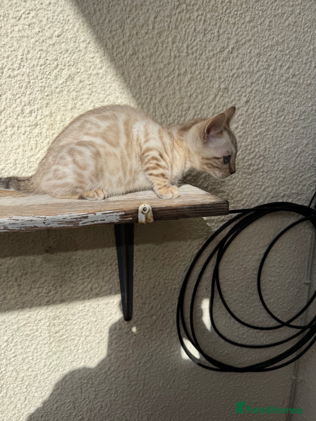 Bengal cats for sale: 5 Bengal kittens , 2 boys and 3 girls  - Image 22
