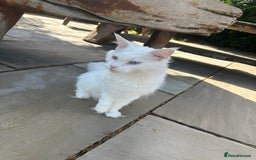 Maine Coon cats for sale: Very loving girl in need of a forever home  - Image 3
