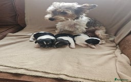 Biewer Terrier dogs for sale: biewer pups - Image 1