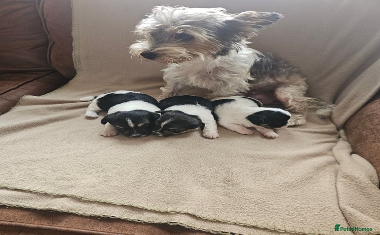 Biewer Terrier dogs - Advert 1