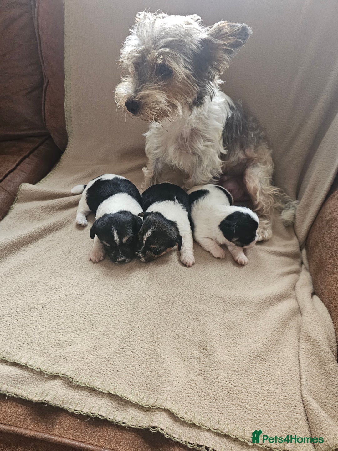 Biewer Terrier dogs for sale: biewer pups - Image 1