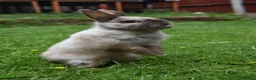 Netherland Dwarf rabbits for sale: ⭐️ CARAMEL Looking for new home ⭐️ - Advert 5