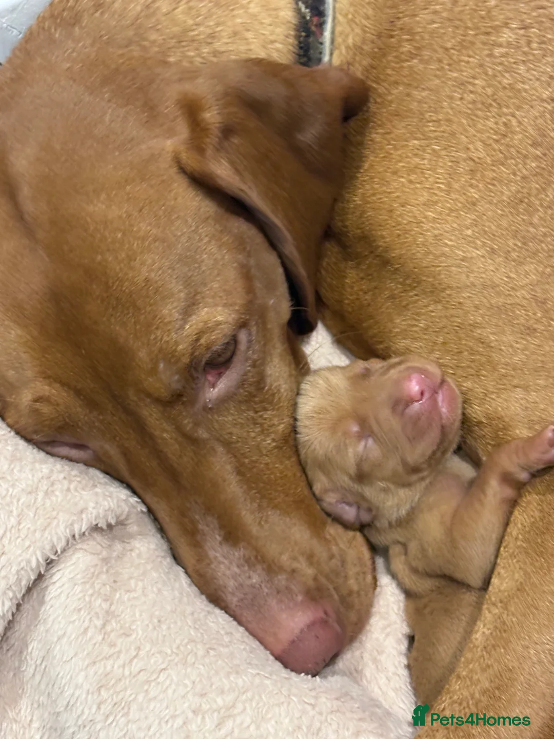 Hungarian Vizsla dogs for sale: Hookside Hungarian Viszla Puppies - Advert 13