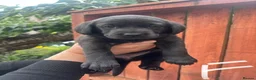 Labrador Retriever dogs for sale: KC Labrador pups for sale - Advert 6