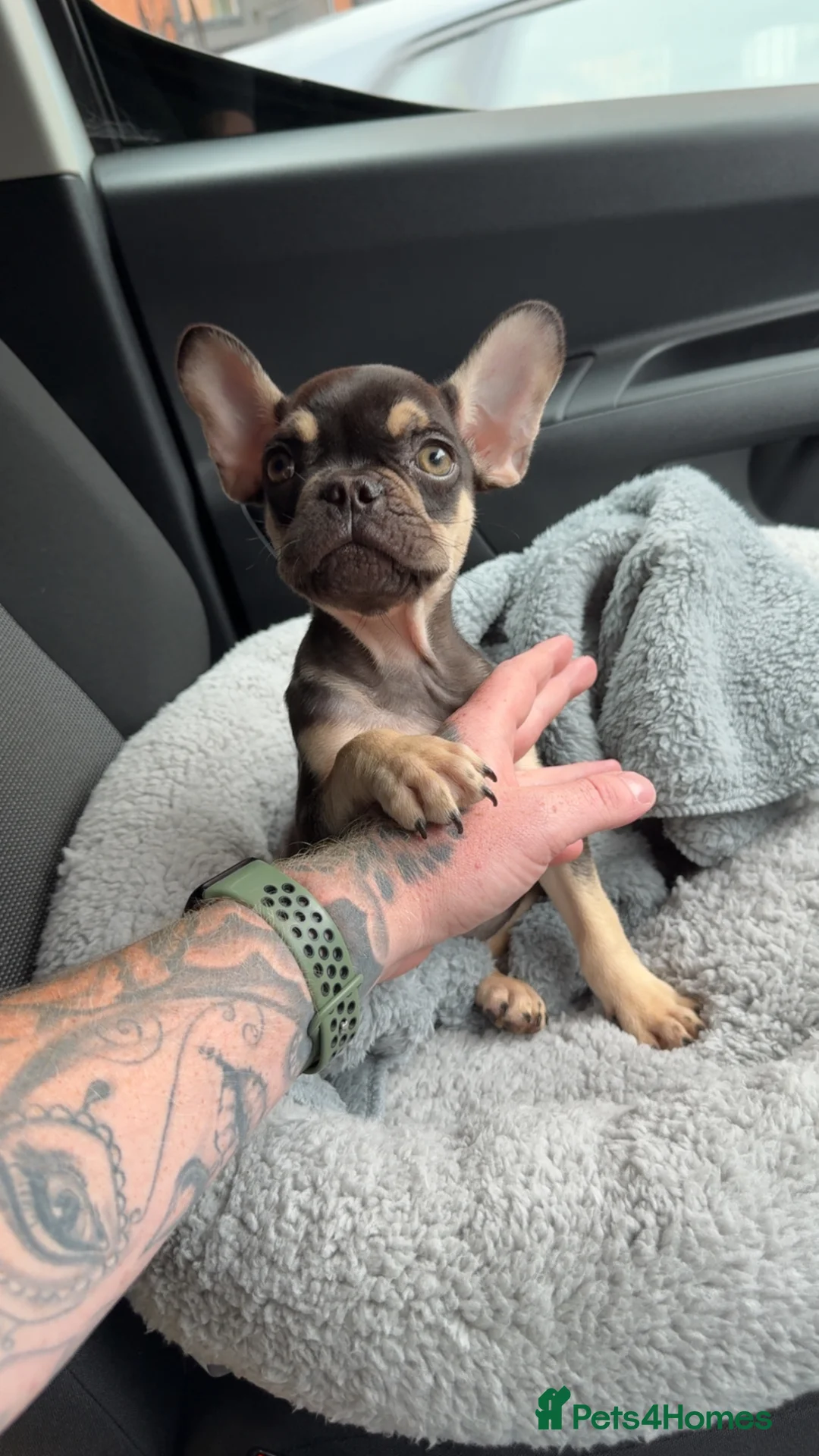 French Bulldog dogs for sale: ⭐️ 1 Year Old Male French Bulldog ⭐️ - Advert 3