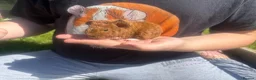 Guinea Pig rodents for sale: Baby Boy/Boar & Baby Girl/Sow Guinea Pigs, Teddy - Advert 3